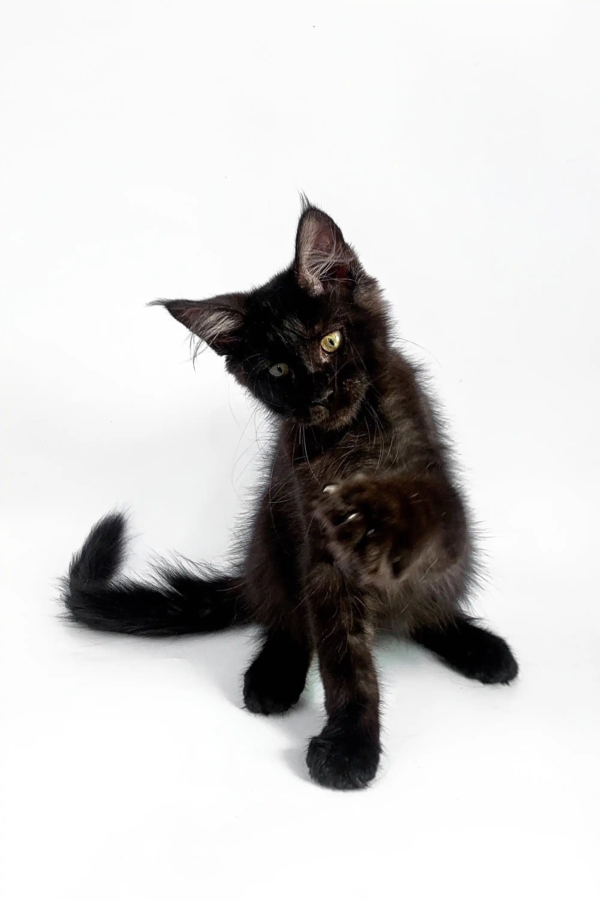 Maine Coon Kittens for Sale Alla | Kitten