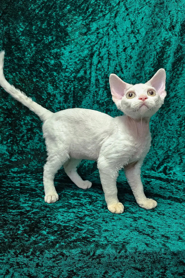 Alma | devon rex kitten