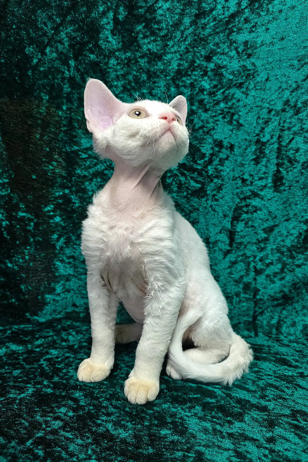Alma | devon rex kitten