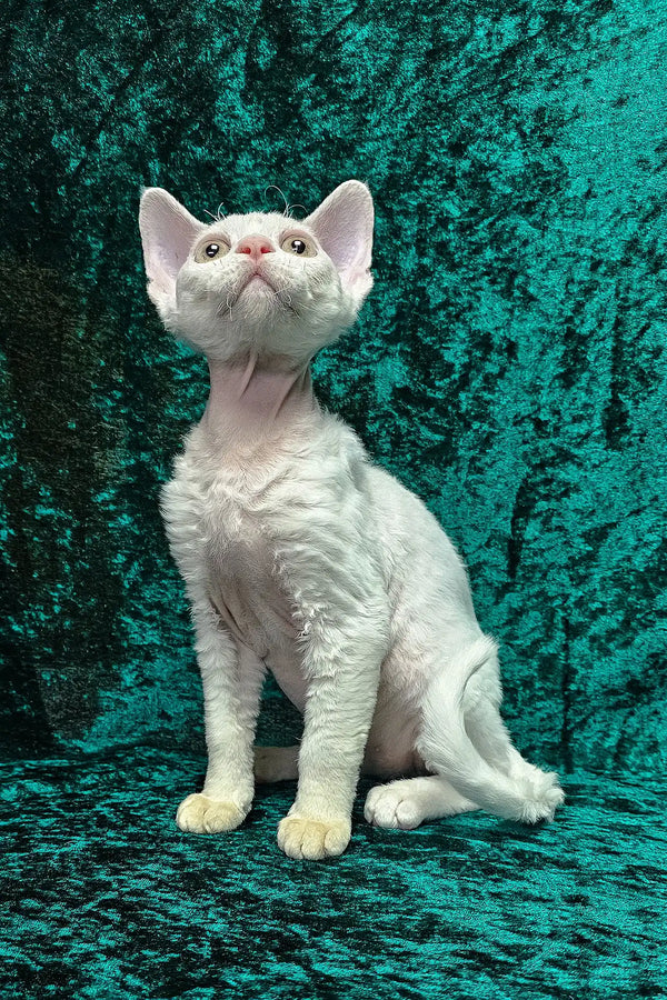 Alma | devon rex kitten