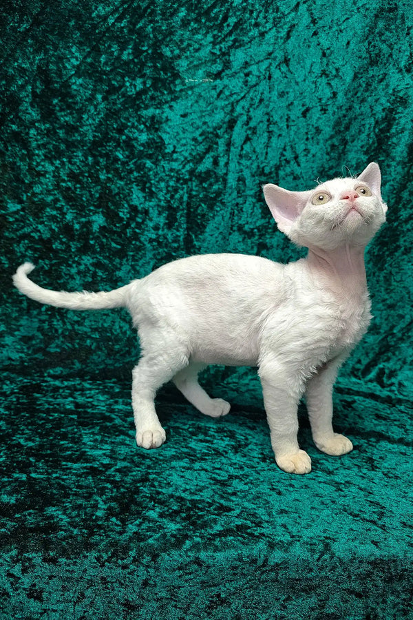 Alma | devon rex kitten