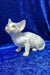 Alma | devon rex kitten