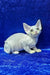 Alma | devon rex kitten