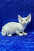 Alma | devon rex kitten