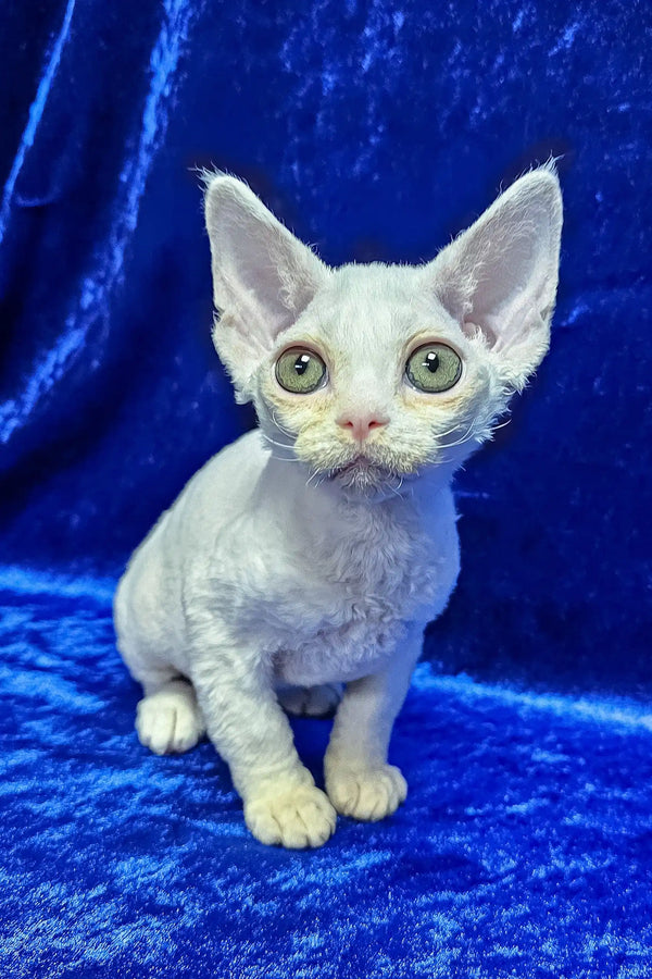 Alma | devon rex kitten