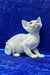 Alma | devon rex kitten