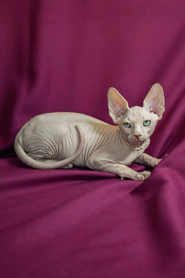 Hairless Sphynx cat with big ears on purple fabric, perfect for your Elf Straight Kitten