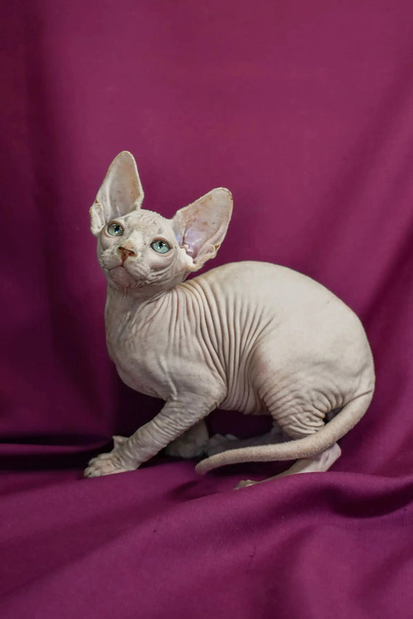 Hairless Sphynx cat with big ears showcasing the Elf Straight Kitten’s unique charm