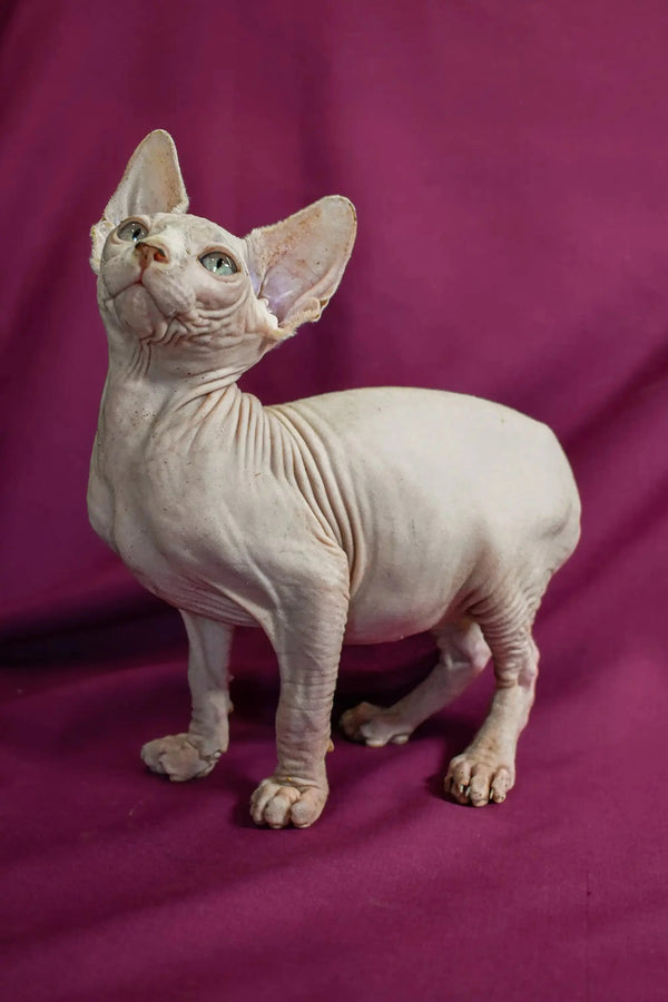 Hairless Sphynx cat with wrinkles and big ears for the Almaz Elf Straight Kitten