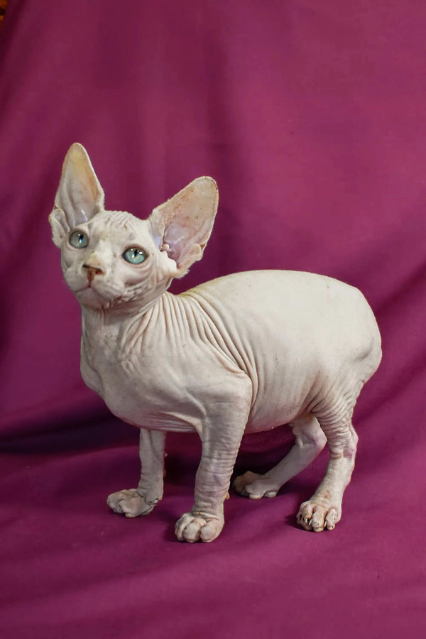 Hairless Sphynx cat with big ears, perfect for the Almaz Elf Straight Kitten