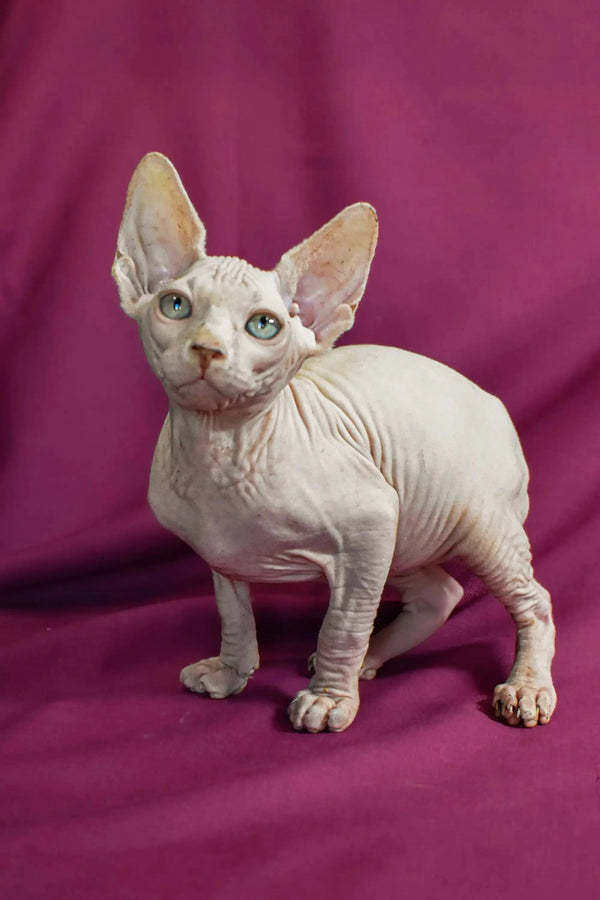 Adorable Hairless Sphynx Elf Straight Kitten with large ears and blue eyes on purple backdrop
