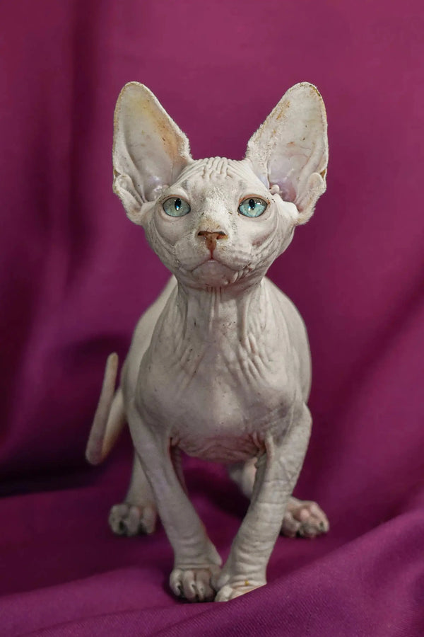 Hairless Sphynx cat with big ears, part of the Almaz Elf Straight Kitten collection
