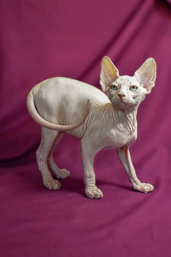 Hairless Sphynx cat with wrinkles and big ears, perfect for your Elf Straight Kitten