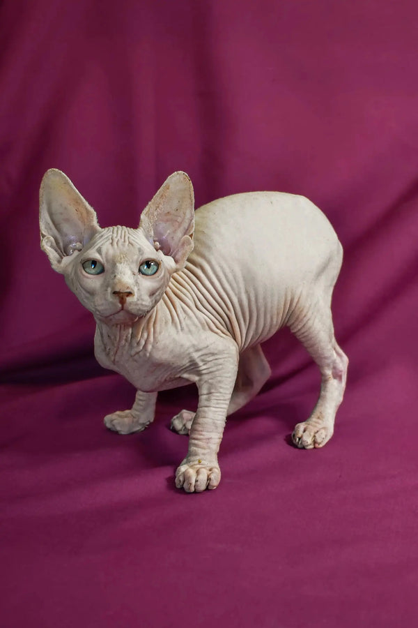 Hairless Sphynx cat with wrinkled skin and large ears in Almaz Elf Straight Kitten