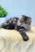 Fluffy gray Persian cat from Almaz Persian Kitten product page