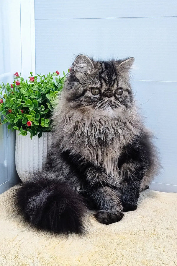 Fluffy gray Persian cat from the Almaz Persian Kitten collection