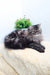 Fluffy gray Persian cat lounging with Almaz Persian Kitten product