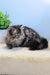 Fluffy gray and black Persian Kitten named Almaz looking adorable and playful