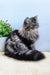 Fluffy gray and black Persian cat in the Almaz Persian Kitten product