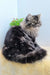 Fluffy gray and black Persian cat from the Almaz Persian Kitten product line