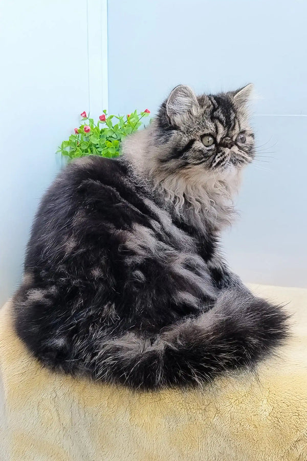 Fluffy gray and black Persian cat from the Almaz Persian Kitten product line