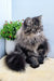 Fluffy gray and black Persian cat from the Almaz Persian Kitten collection