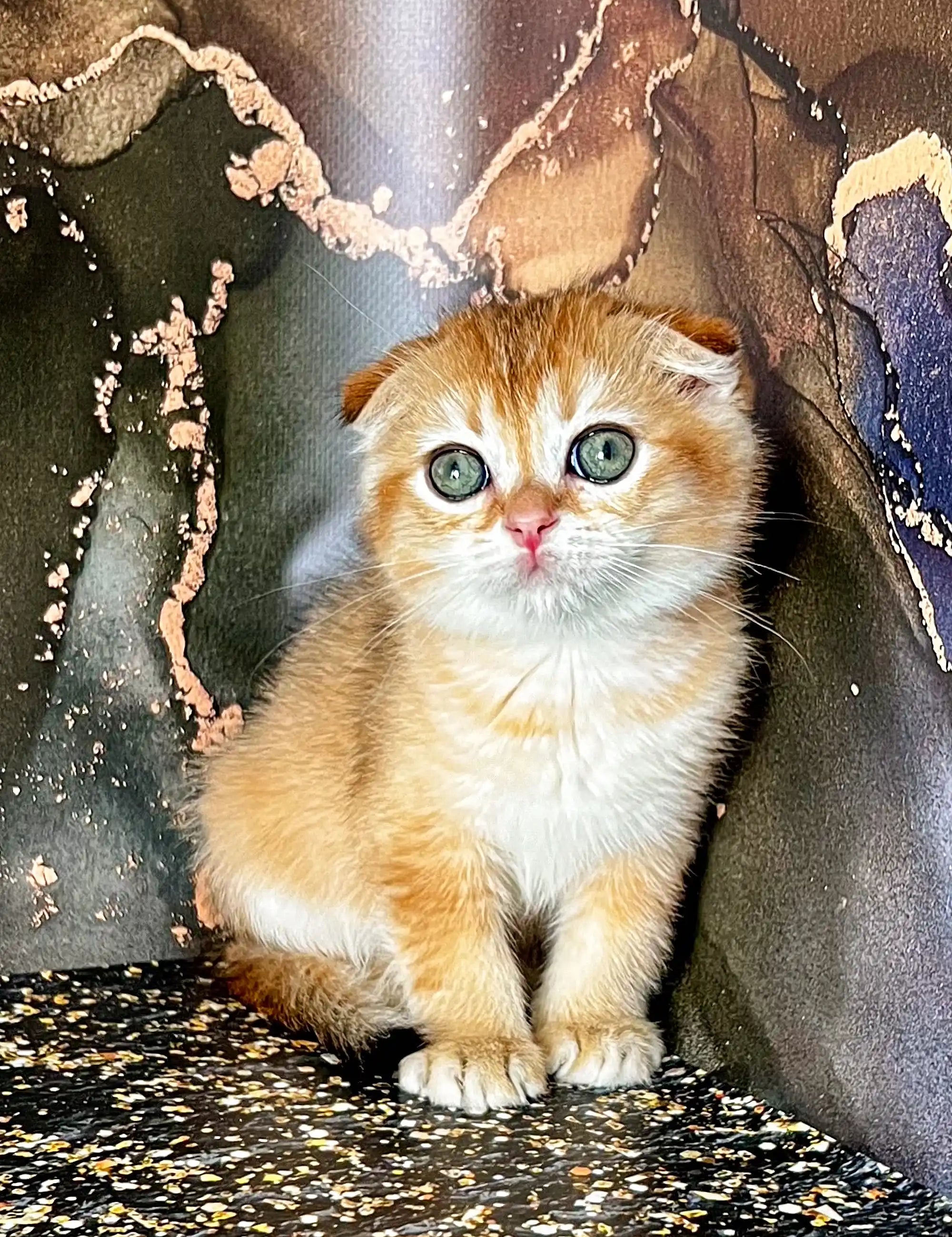 Scottish Fold Kittens For Sale Almaz | Kitten