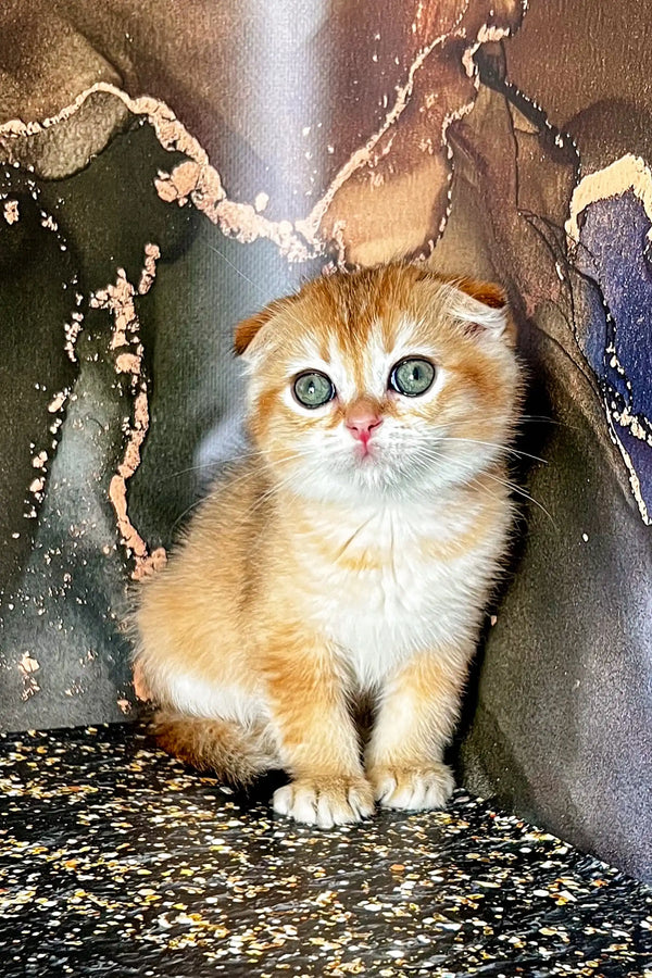 Adorable Scottish Fold kitten, Almaz, with big blue eyes and orange and white fur