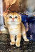 Adorable orange and white Scottish Fold kitten with big eyes, perfect for cuddles