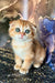 Adorable Scottish Fold kitten with blue eyes and folded ears from Almaz collection