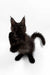 Adorable Black Maine Coon kitten with fluffy tail and ear tufts in Alton product