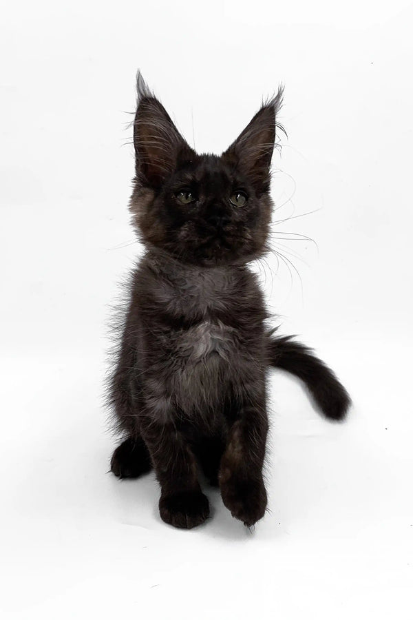 Adorable Black Maine Coon kitten with ear tufts from Alton | Maine Coon Kitten