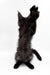 Black Maine Coon kitten standing on hind legs, paws raised in a playful pose