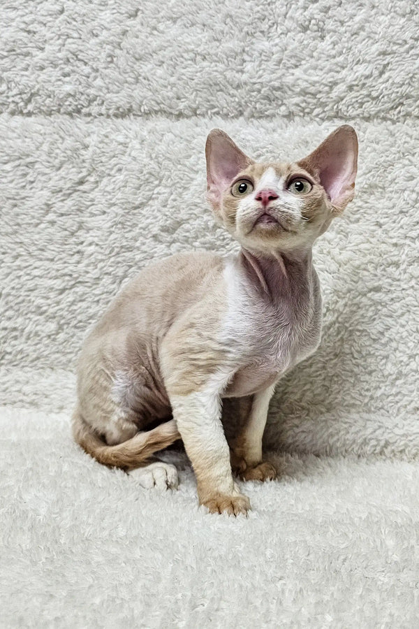 Light brown Devon Rex cat named Alvin in a cozy, playful setting