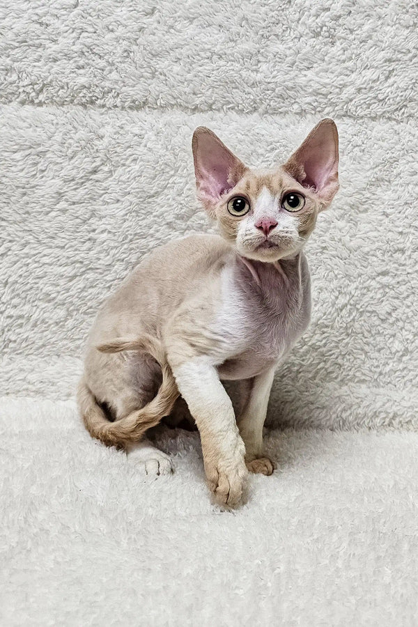 Pale curly-haired Devon Rex kitten named Alvin ready to bring joy to your home