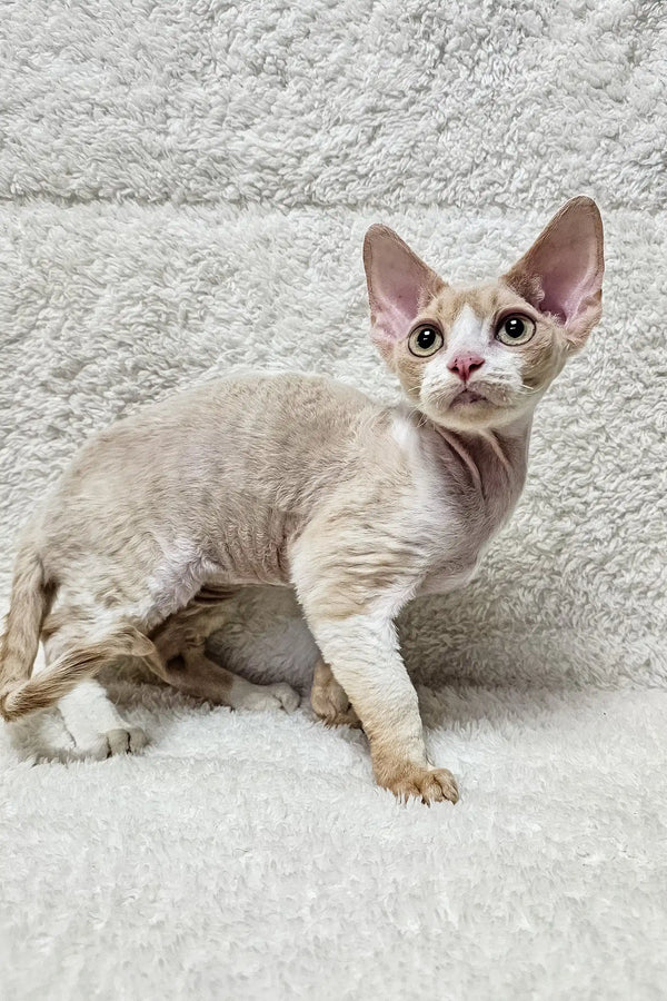 Tan Devon Rex cat named Alvin in a cozy kitten product display