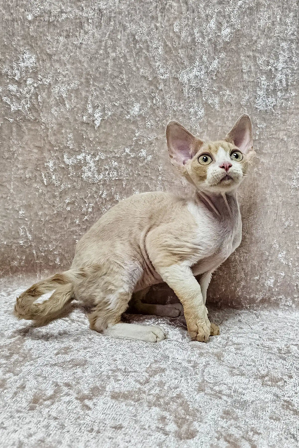 Tan Devon Rex cat named Alvin showcasing his adorable kitten features