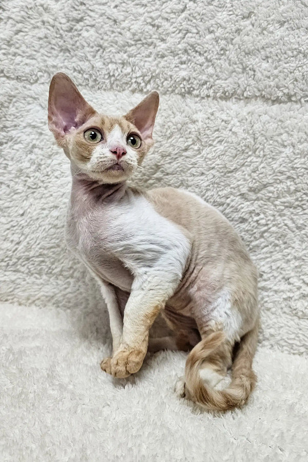 Tan and white Devon Rex cat named Alvin looking adorable as a cute kitten