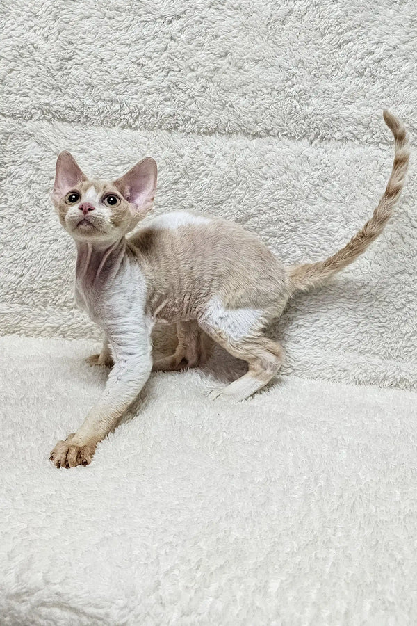 Cute Tan and White Devon Rex Cat named Alvin for sale as a playful kitten companion