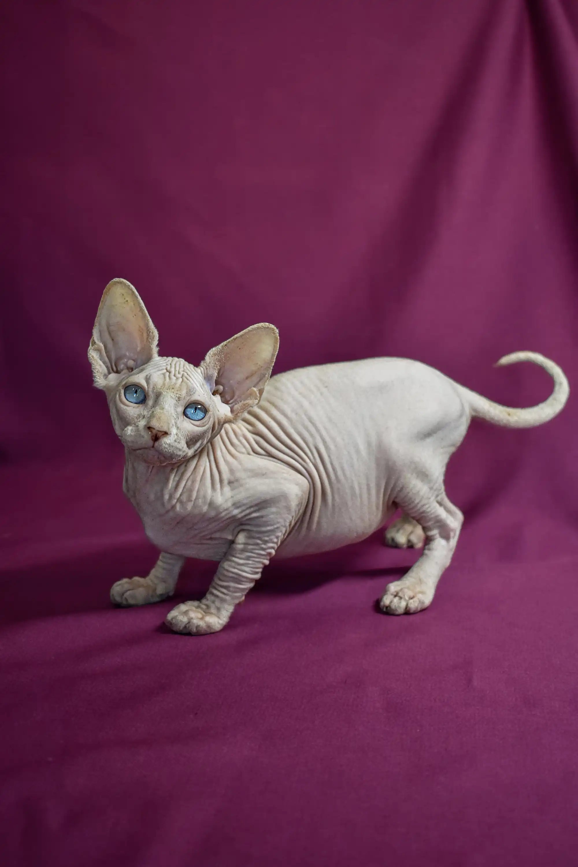 Sphynx Kittens for Sale Alvin | Elf Straight Kitten