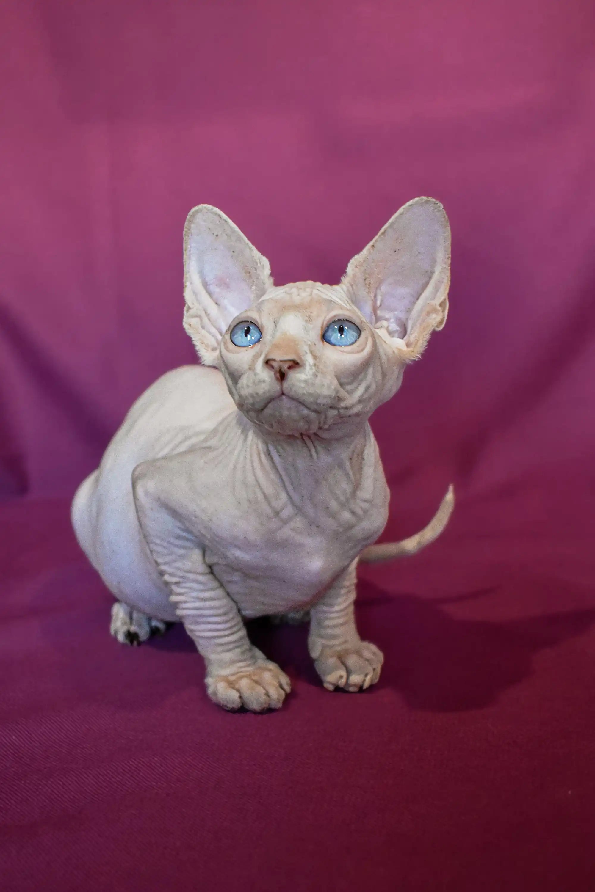 Sphynx Kittens for Sale Alvin | Elf Straight Kitten