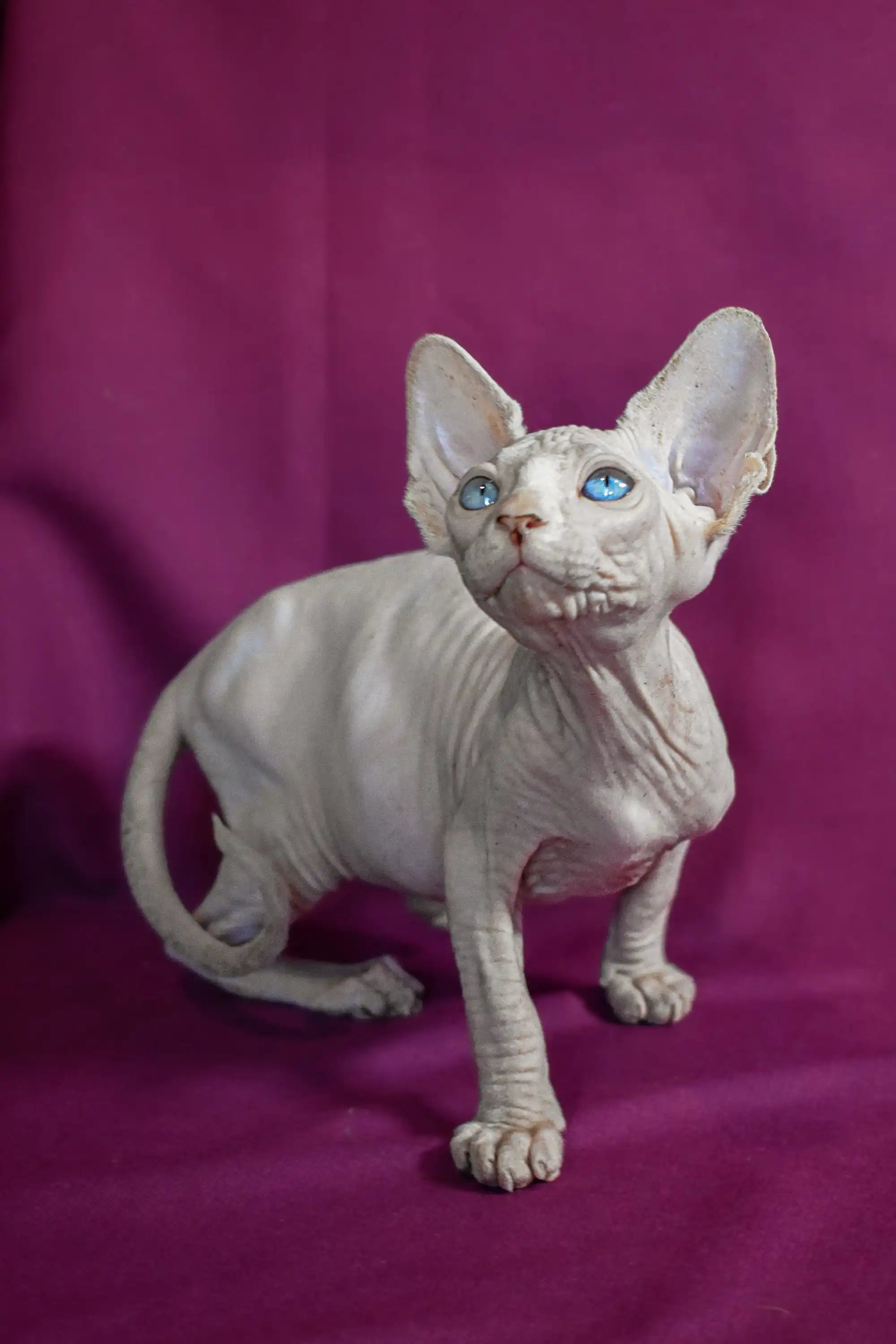 Sphynx Kittens for Sale Alvin | Elf Straight Kitten