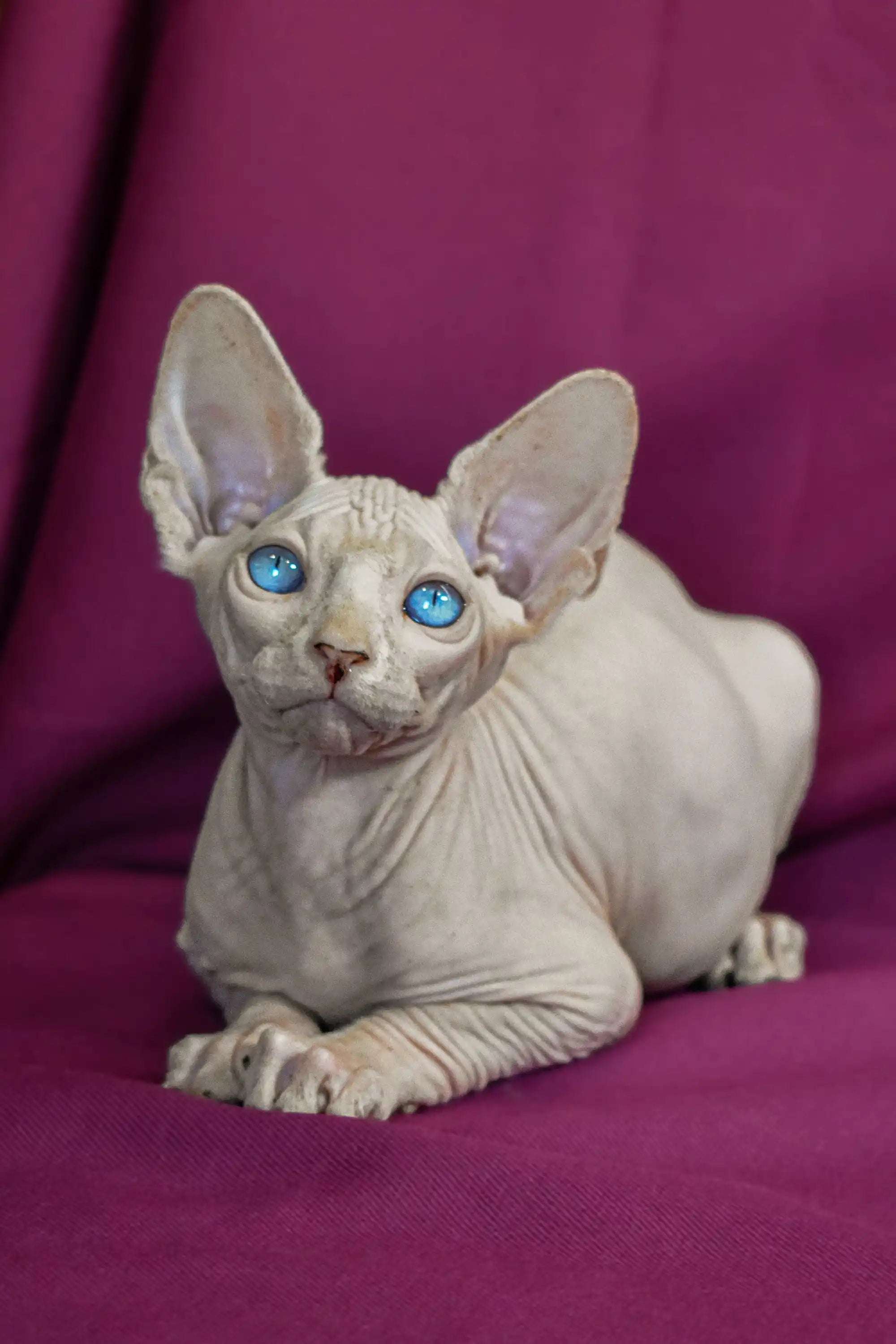 Sphynx Kittens for Sale Alvin | Elf Straight Kitten