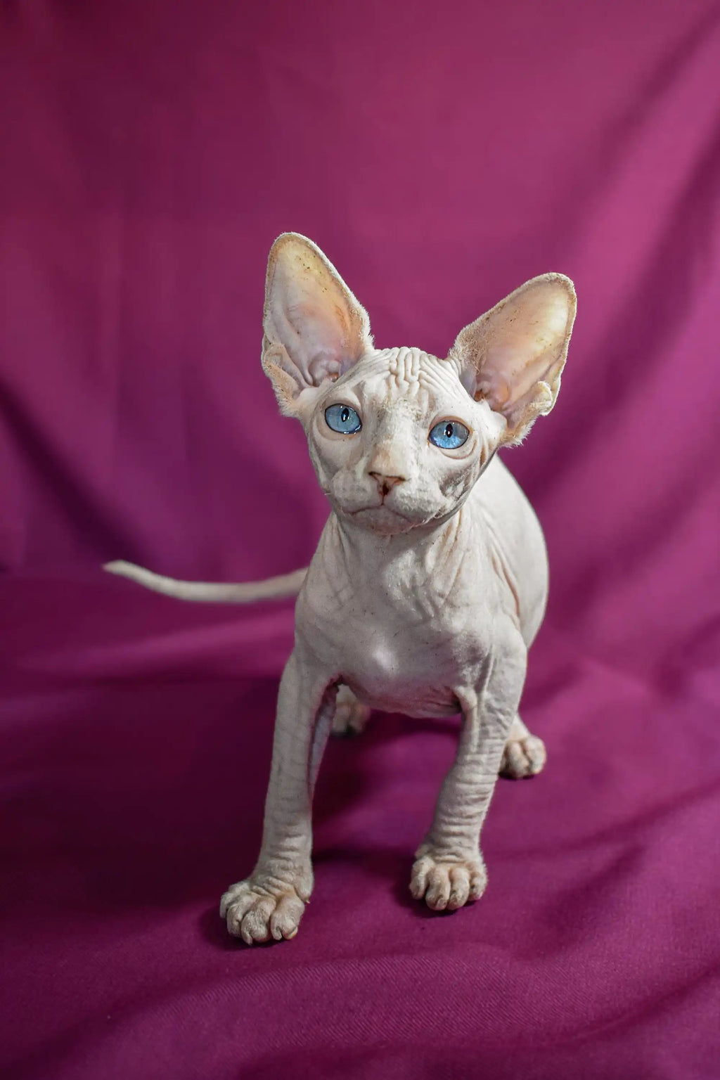 Sphynx Kittens for Sale Alvin | Elf Straight Kitten
