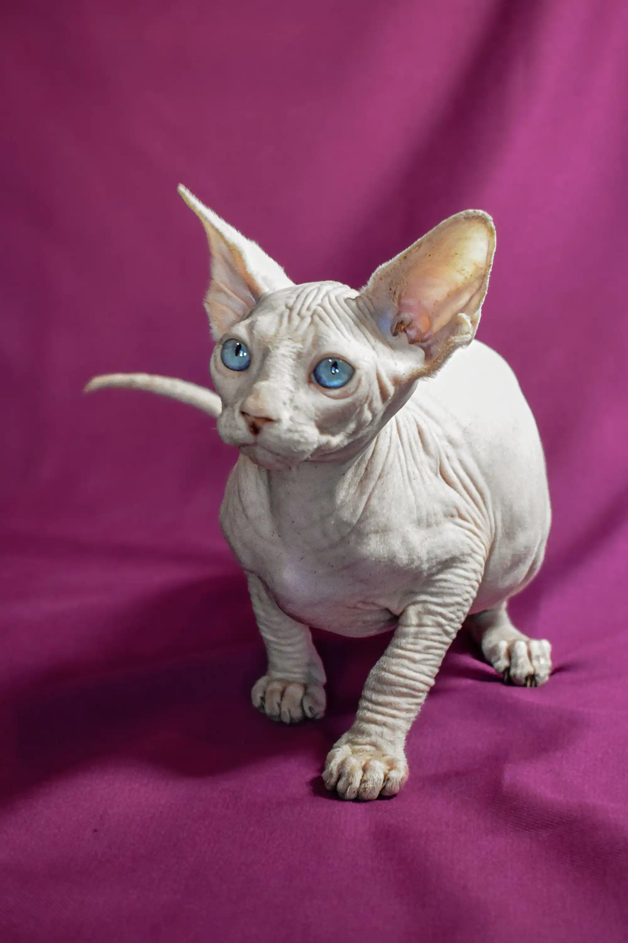 Sphynx Kittens for Sale Alvin | Elf Straight Kitten