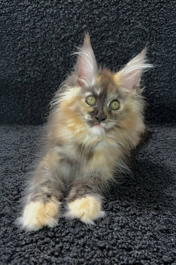 Alya | maine coon kitten