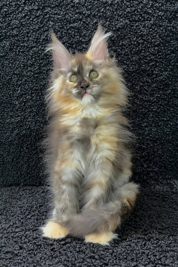 Alya | maine coon kitten