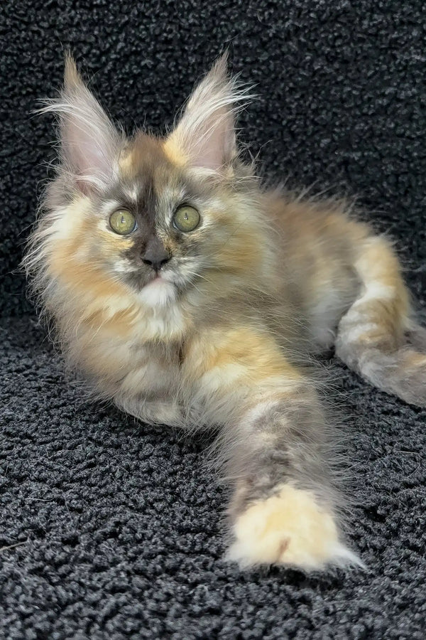 Alya | maine coon kitten