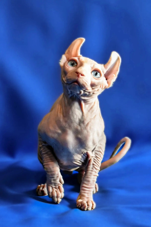 Hairless Sphynx cat with blue eyes and wrinkles, the adorable Elf Kitten Amadeus