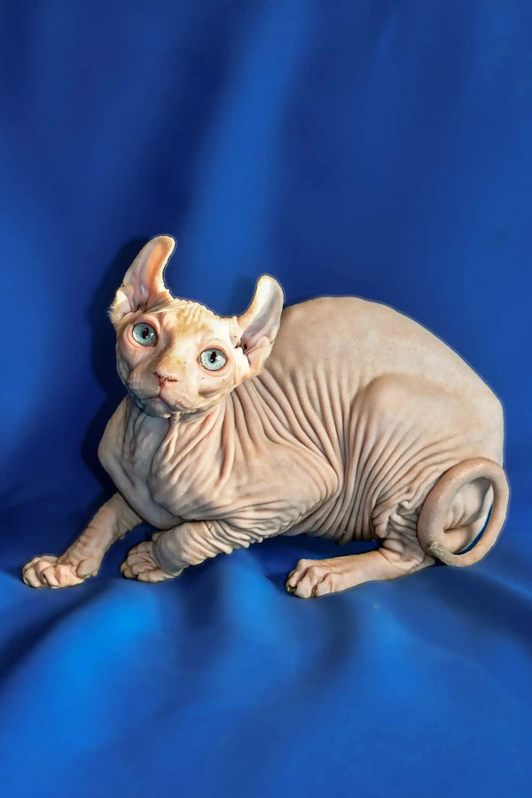 Hairless Sphynx Elf Kitten with blue eyes and wrinkled skin lounging on a surface